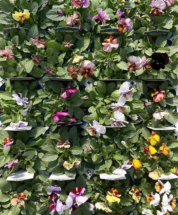 ビオラ：ヌーヴェルヴァーグ3.5号ポット