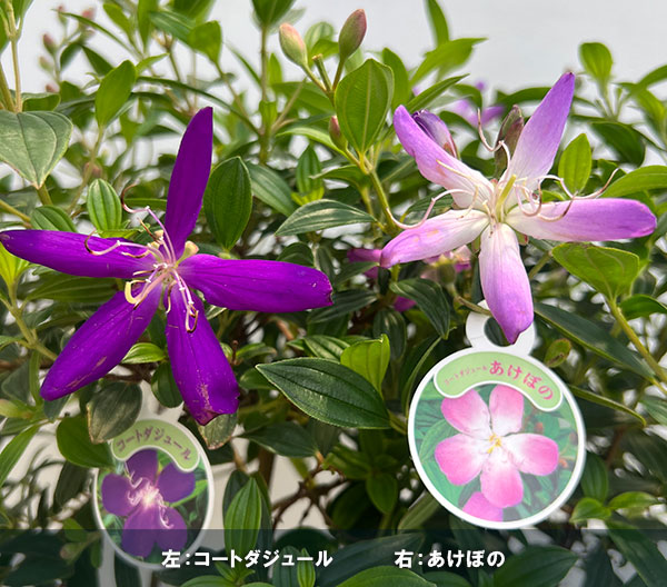 ノボタン：あけぼの5号鉢植え