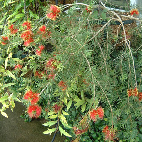 カリステモン:ロッキーランブラー5号ポット