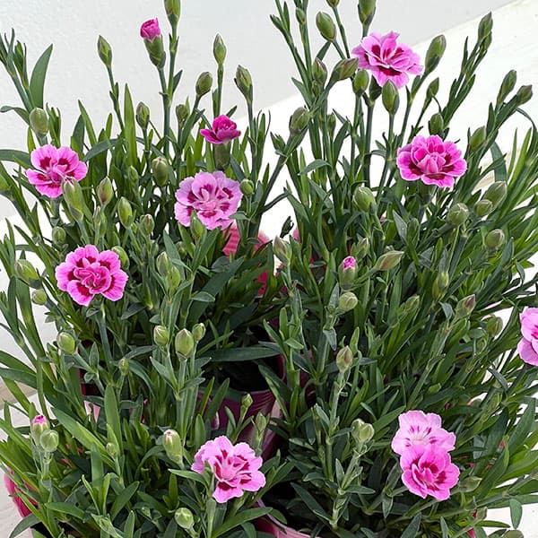 ダイアンサス：ピンクキッス3号ポット