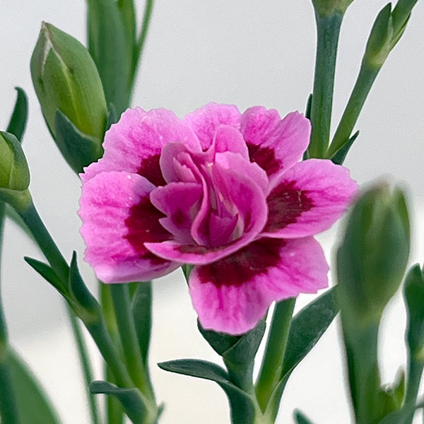 ダイアンサス：ピンクキッス3号ポット