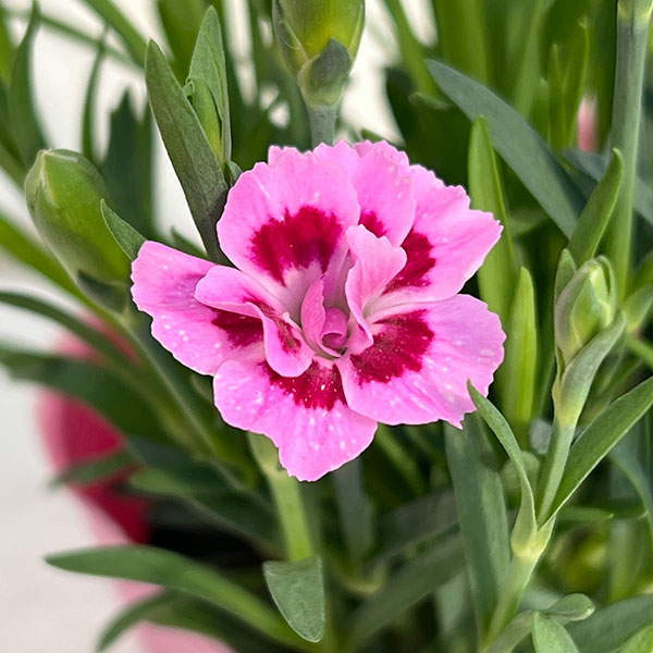 ダイアンサス：ピンクキッス3号ポット