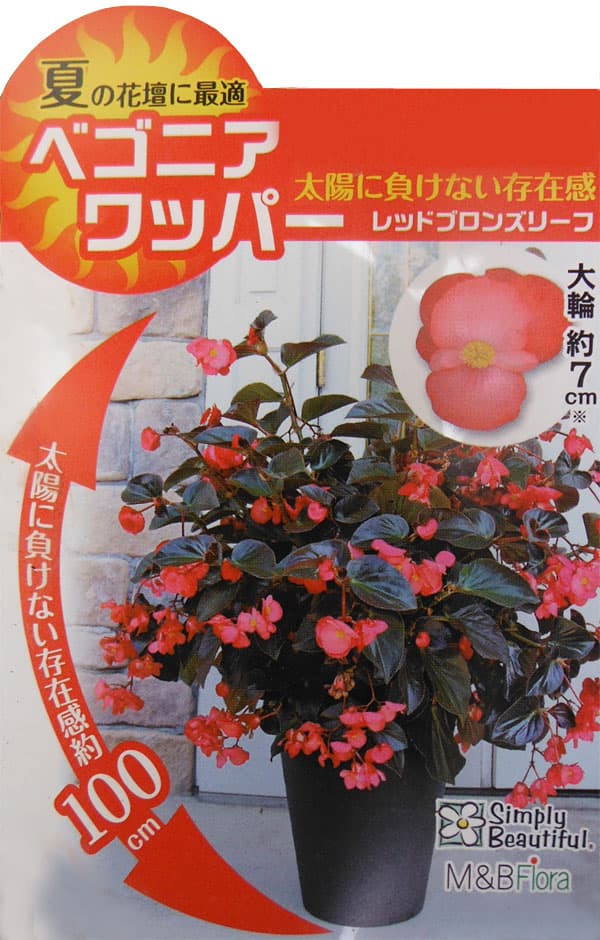 ベゴニア：ワッパーレッドブロンズリーフ3.5号ポット の通販