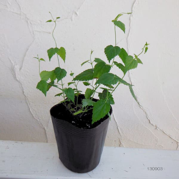 ホップ雌株3号ポット