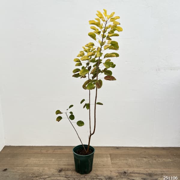 スモークツリー:ゴールデンスピリット6号ポット