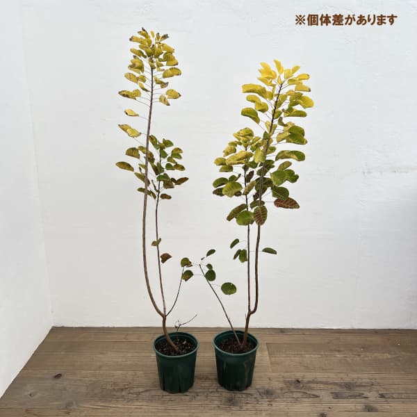 スモークツリー:ゴールデンスピリット6号ポット