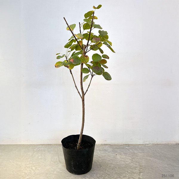 スモークツリー：ゴールデンスピリット6号ポット