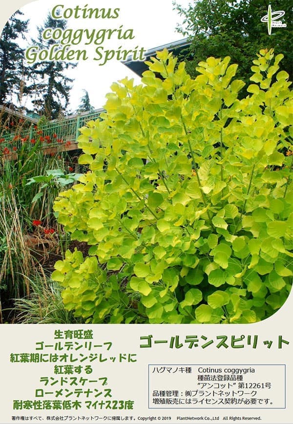 園芸ネット本店｜スモークツリー：ゴールデンスピリット6号ポット の