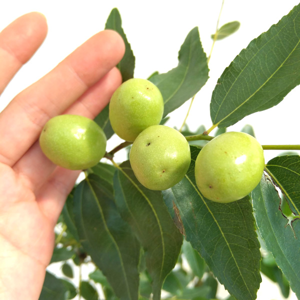 ナツメ6号鉢植え