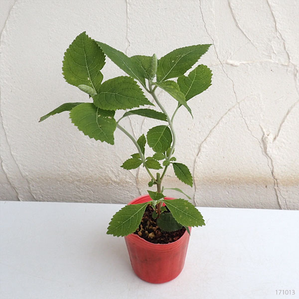 見返草（ミカエリソウ）：霊仙白花3号ポット