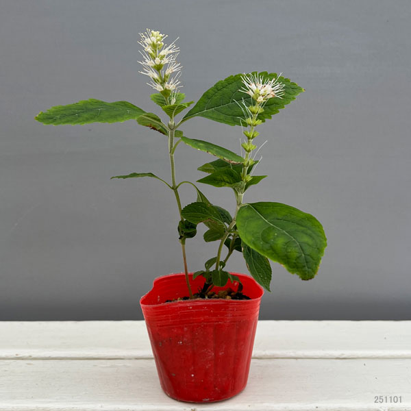 見返草（ミカエリソウ）：霊仙白花3号ポット