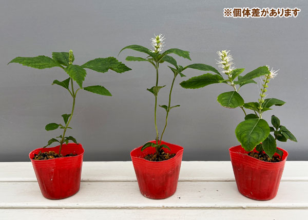 見返草（ミカエリソウ）：霊仙白花3号ポット