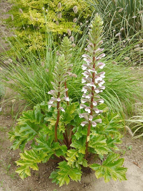 アカンサス ホーラードゴールド5号ポット