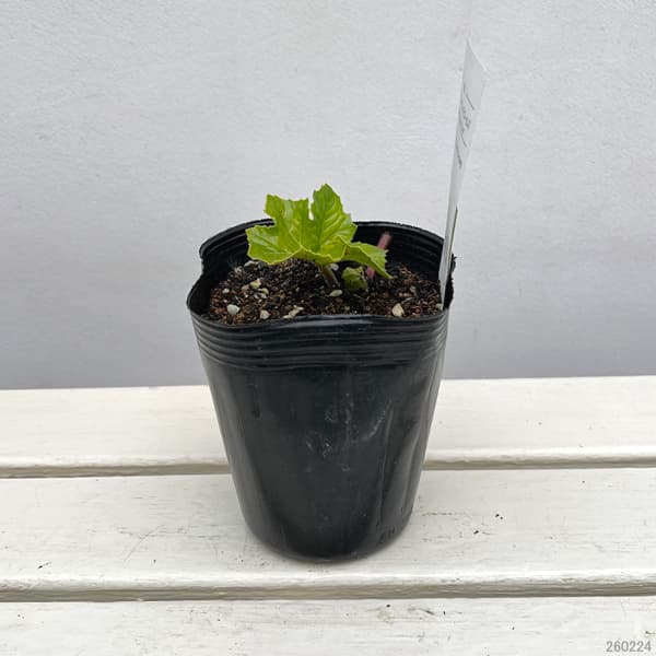 アカンサス ホーラードゴールド5号ポット