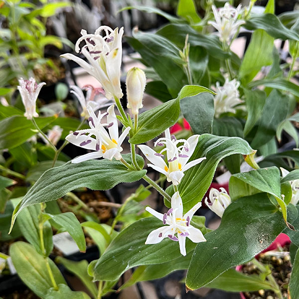 ホトトギス:初恋3~3.5号ポット