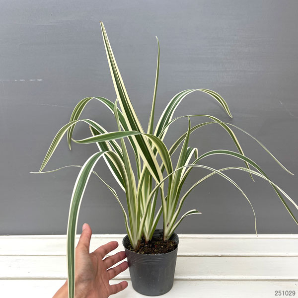 園芸ネット本店｜ディアネラ（キキョウラン）斑入り：フラックスリリー