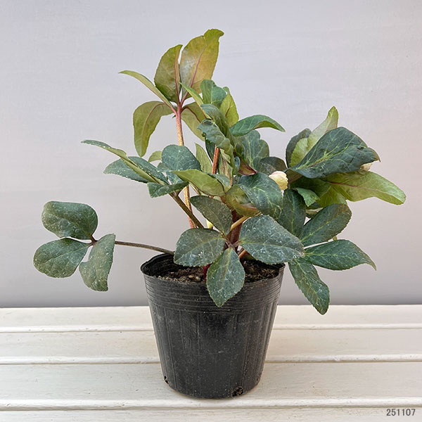 クリスマスローズ（原種交配）：*HGCスノーダンス4.5号ポット