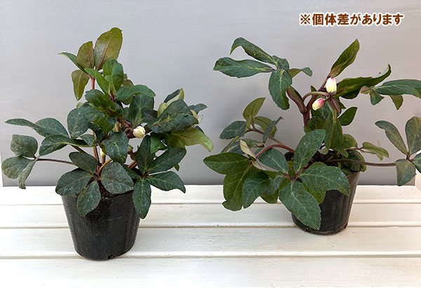 クリスマスローズ（原種交配）：*HGCスノーダンス4.5号ポット