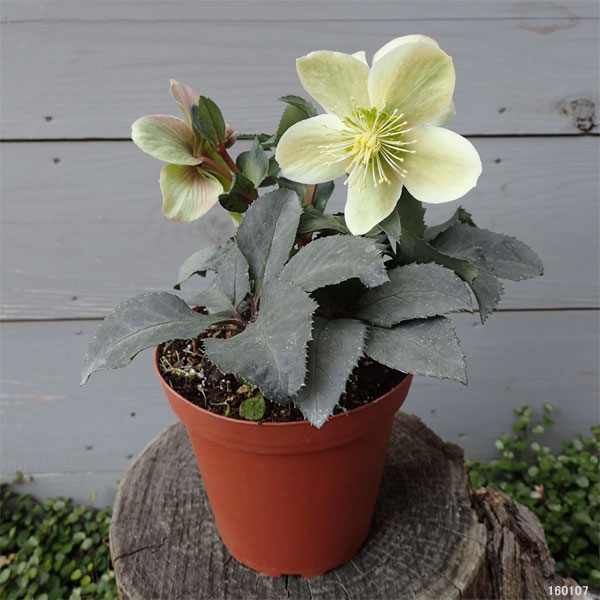 クリスマスローズ（原種交配）：*HGCモンテクリスト4.5号ポット