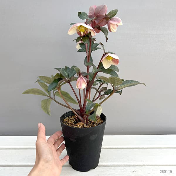 クリスマスローズ（原種交配）：*HGCモンテクリスト4.5号ポット