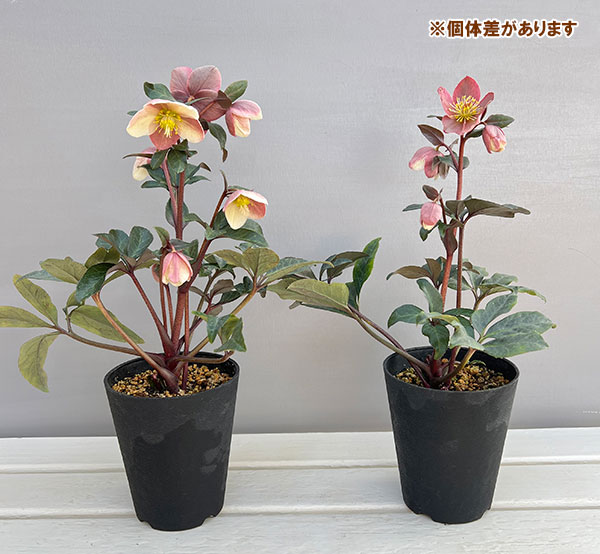 クリスマスローズ（原種交配）：*HGCモンテクリスト4.5号ポット