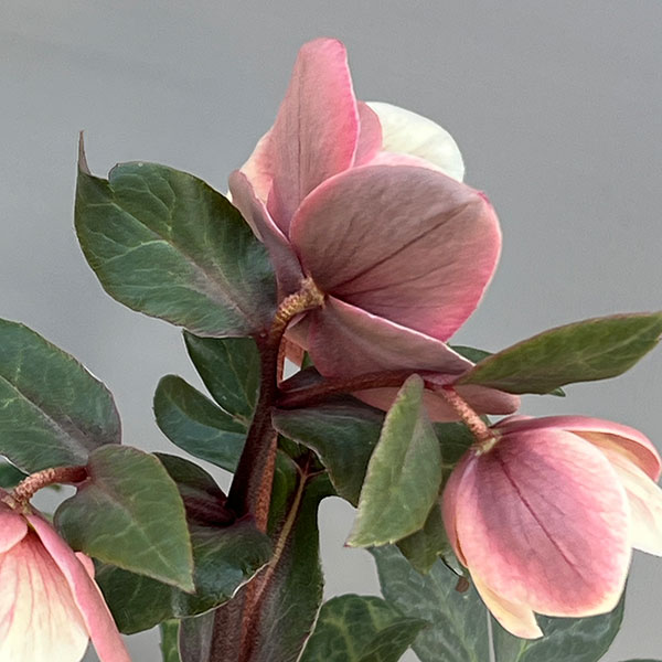 クリスマスローズ（原種交配）：*HGCモンテクリスト4.5号ポット