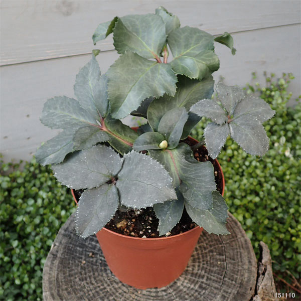 クリスマスローズ（原種交配）：*HGCモンテクリスト4.5号ポット