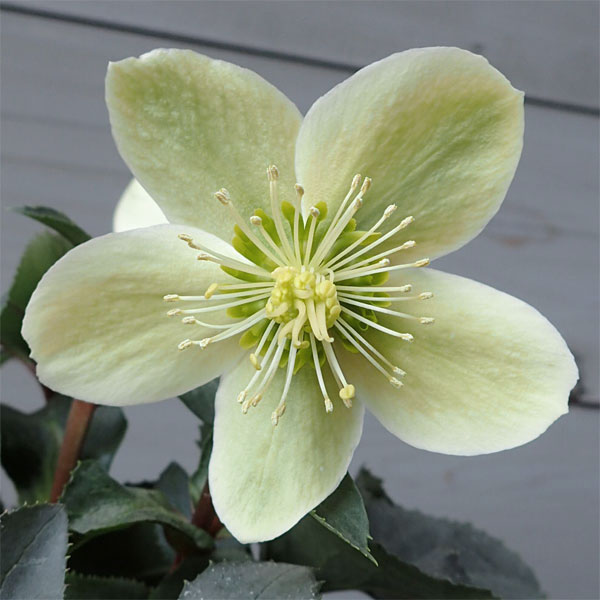 クリスマスローズ（原種交配）：*HGCモンテクリスト4.5号ポット