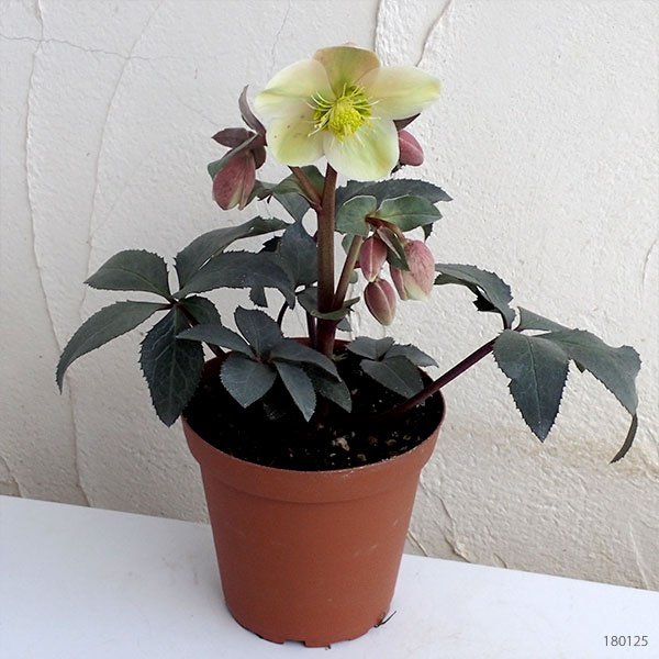 クリスマスローズ（原種交配）：*HGCモンテクリスト4.5号ポット