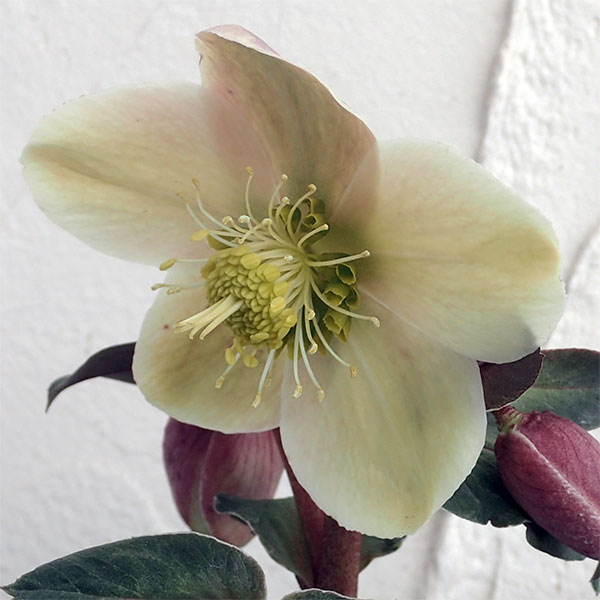 クリスマスローズ（原種交配）：*HGCモンテクリスト4.5号ポット