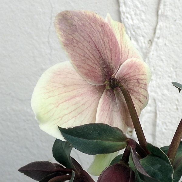 クリスマスローズ（原種交配）：*HGCモンテクリスト4.5号ポット