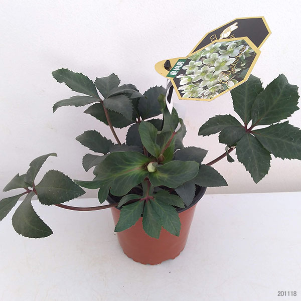 クリスマスローズ（原種交配）：*HGCモンテクリスト4.5号ポット