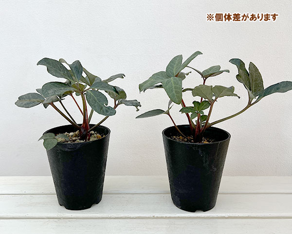 クリスマスローズ（原種交配）：*HGCモンテクリスト4.5号ポット