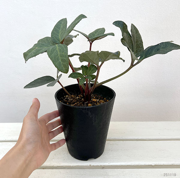 クリスマスローズ（原種交配）：*HGCモンテクリスト4.5号ポット