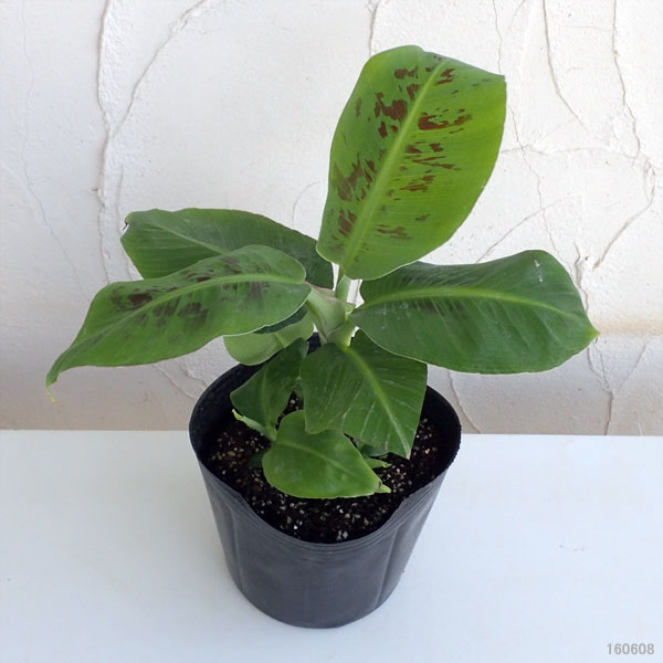 ドワーフモンキーバナナ6号ポット