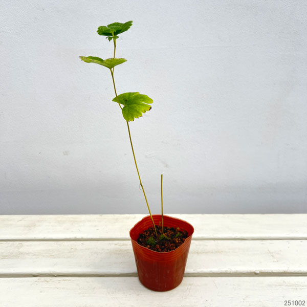 トリカブト（アコニタム）：濃色大輪雲南トリカブト3号ポット