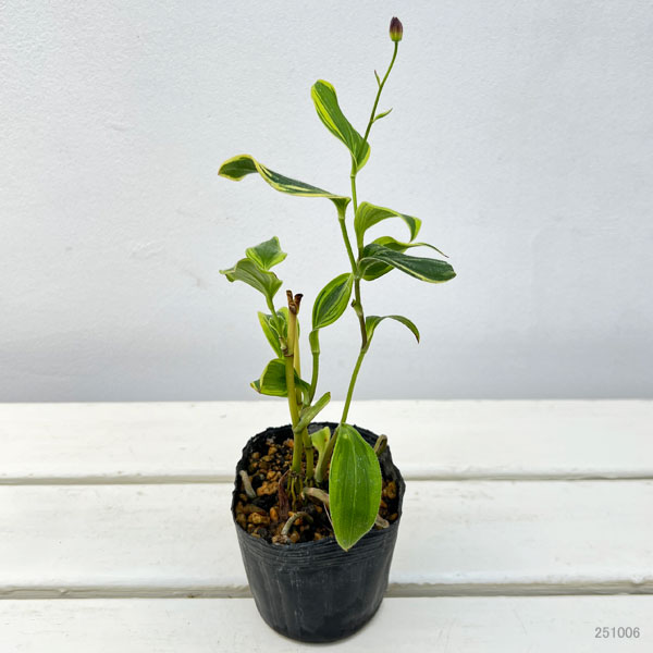 ホトトギス:黄覆輪台湾ホトトギス3号ポット