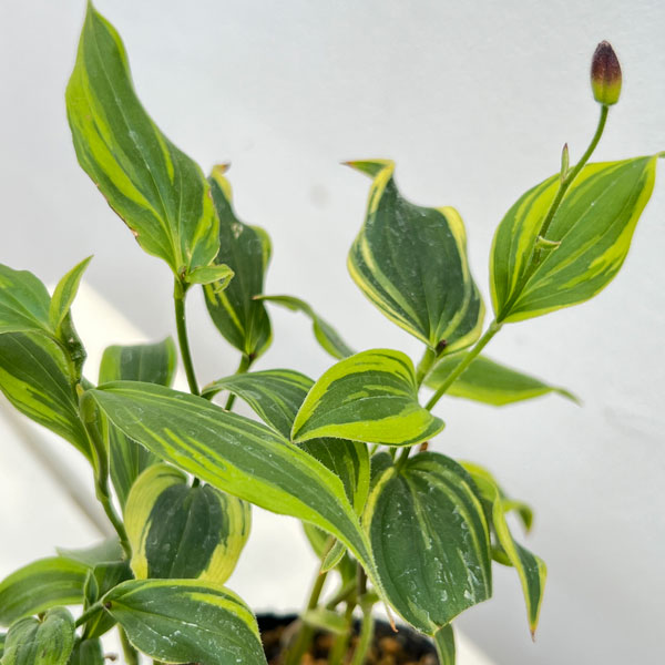 ホトトギス:黄覆輪台湾ホトトギス3号ポット