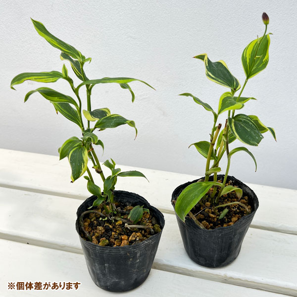 ホトトギス:黄覆輪台湾ホトトギス3号ポット