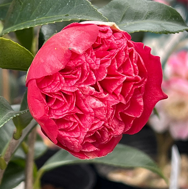 椿(ツバキ):紅ト伴(べにぼくはん)4号ポット