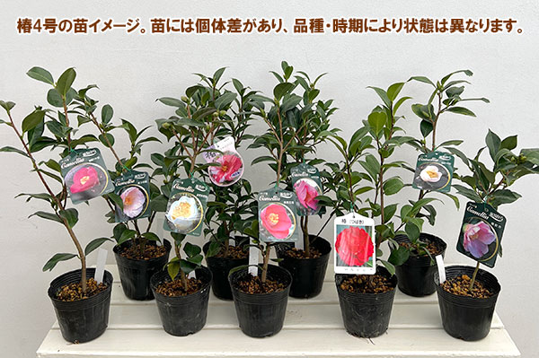 椿:金魚葉椿(キンギョバツバキ)赤系花4号ポット