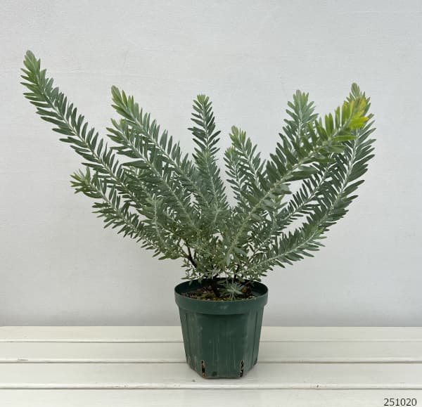 アカシア:ブルーブッシュ5号ポット