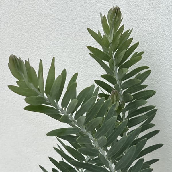 アカシア:ブルーブッシュ5号ポット