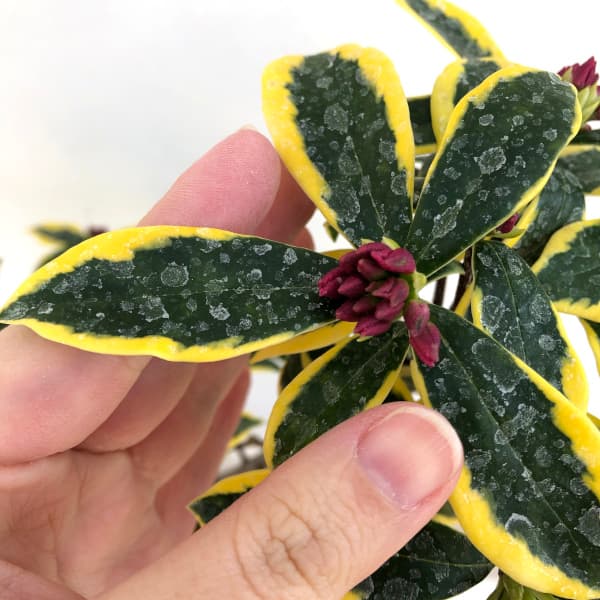 ジンチョウゲ(沈丁花):前島(マエジマ・深覆輪種)5号鉢植え
