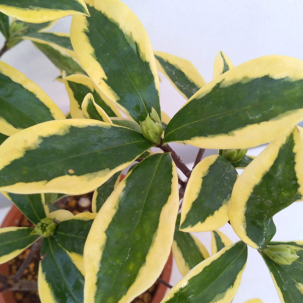 ジンチョウゲ(沈丁花):前島(マエジマ・深覆輪種)5号鉢植え