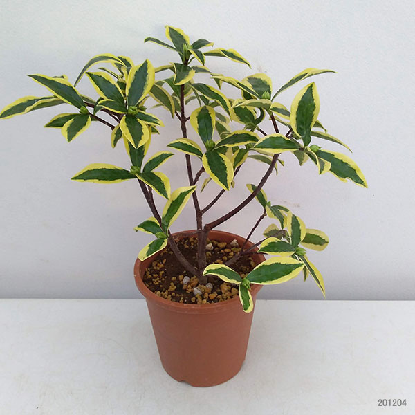 ジンチョウゲ(沈丁花):前島(マエジマ・深覆輪種)5号鉢植え