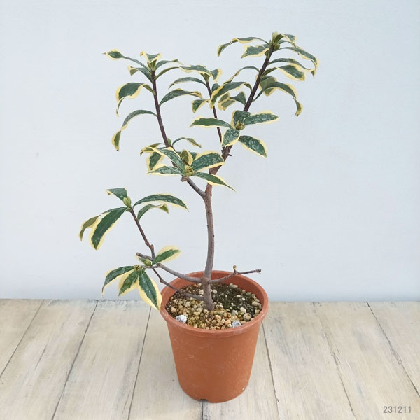 ジンチョウゲ(沈丁花):前島(マエジマ・深覆輪種)5号鉢植え