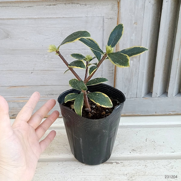 ジンチョウゲ(沈丁花):白花(斑入り)3-3.5号ポット