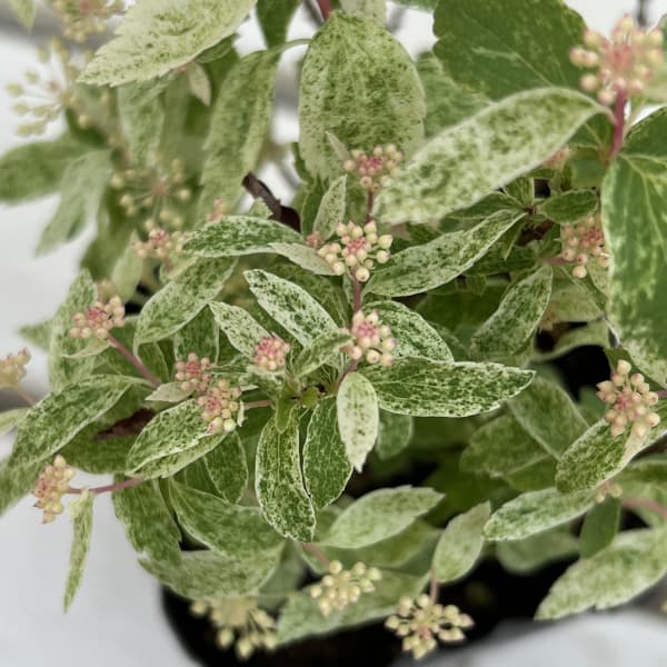 コデマリ：斑入りコデマリピンクアイス（桜でまり）3号ポット