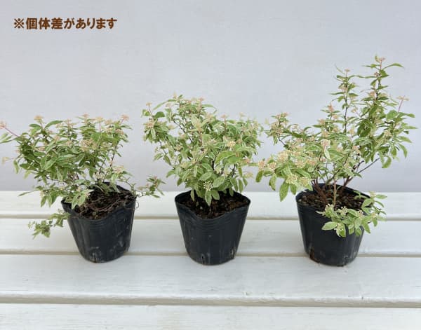 コデマリ：斑入りコデマリピンクアイス（桜でまり）3号ポット